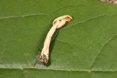 Lactarius colorascens