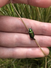 Diphucephala