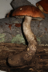 Leccinum vulpinum