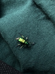 Diphucephala