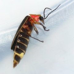 Photinus