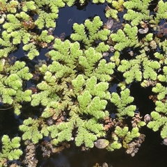 Azolla rubra