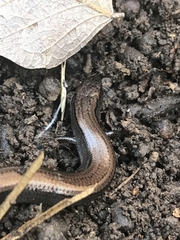 Hemiergis talbingoensis