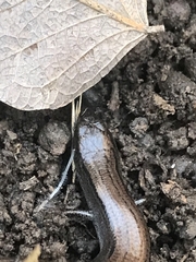 Hemiergis talbingoensis