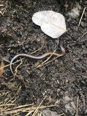 Hemiergis talbingoensis