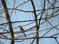 Empidonax