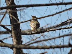 Empidonax