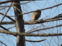 Empidonax