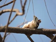 Empidonax