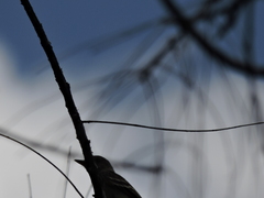 Empidonax