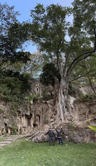 Ficus cotinifolia