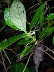 Sabicea aspera