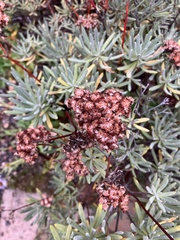 Eriogonum arborescens