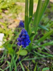 Muscari