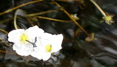 Sagittaria graminea
