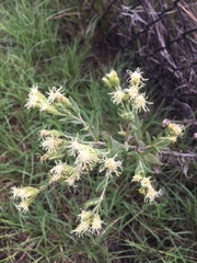 Brickellia eupatorioides texana