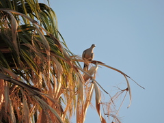 Streptopelia decaocto