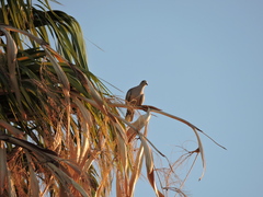 Streptopelia decaocto