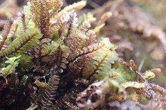 Macrodiplophyllum flaccidum