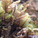 Macrodiplophyllum flaccidum - Photo (c) Ian Cruickshank, some rights reserved (CC BY-NC), uploaded by Ian Cruickshank