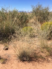 Aristida purpurea perplexa