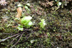 Boykinia occidentalis