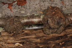 Neonectria ditissima