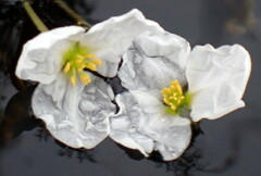 Sagittaria graminea