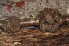 Neonectria ditissima