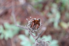 Hibiscus aculeatus