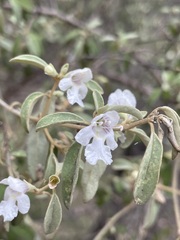 Prostanthera collina