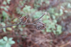 Hibiscus aculeatus