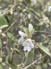 Prostanthera collina