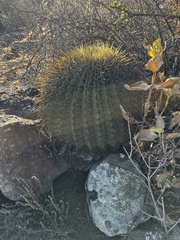 Ferocactus histrix