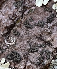 Phaeophyscia rubropulchra