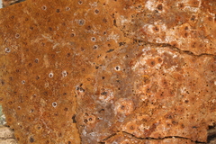 Fomitiporia hartigii