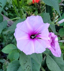 Ipomoea carnea