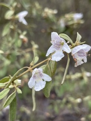 Prostanthera collina
