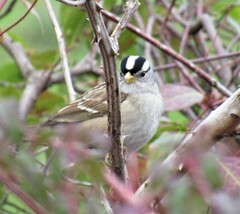 Zonotrichia leucophrys