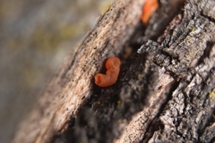 Iodophanus