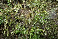 Scleropodium