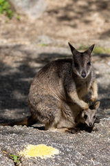 Petrogale mareeba