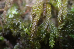 Scleropodium