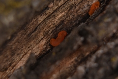 Iodophanus