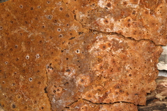 Fomitiporia hartigii