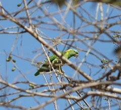 Amazona auropalliata