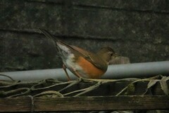 Turdus chrysolaus