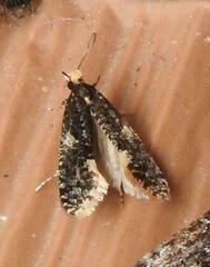 Monopis marginistrigella