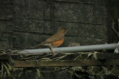 Turdus chrysolaus