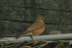 Turdus chrysolaus
